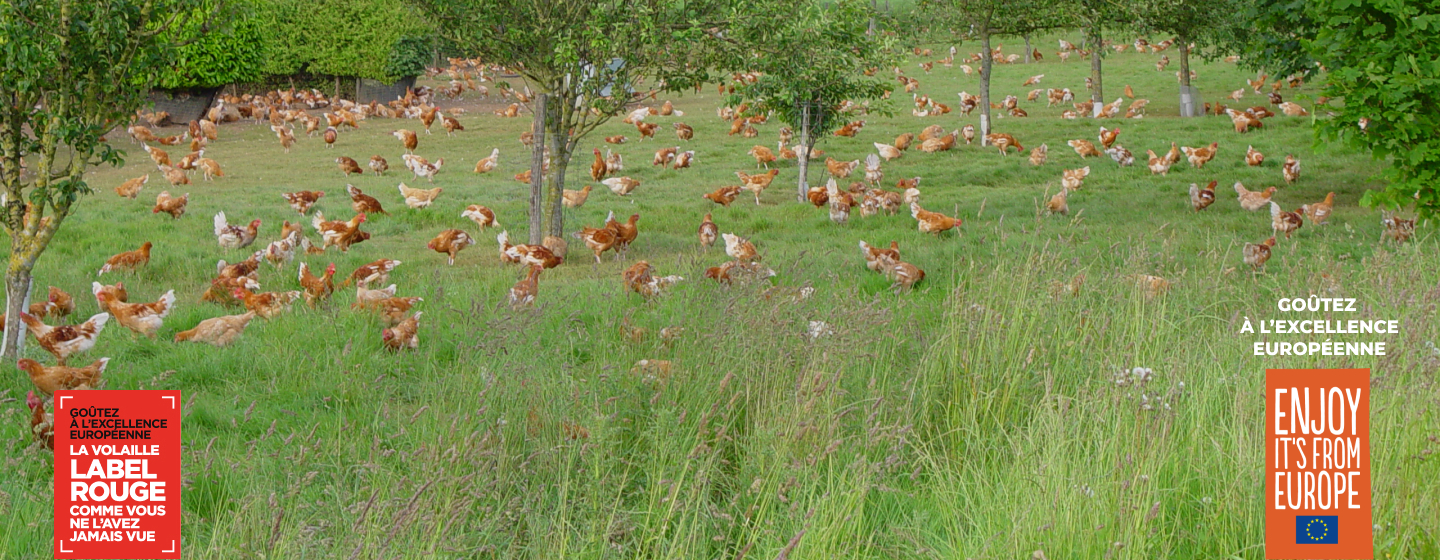 Chapon de poulet fermier blanc - Label Rouge - Auvray Volailles
