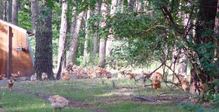 House, forest and broilers ranging 3