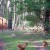 House, forest and broilers ranging 3