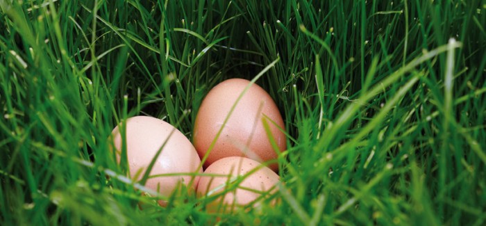 What are Label Rouge eggs?