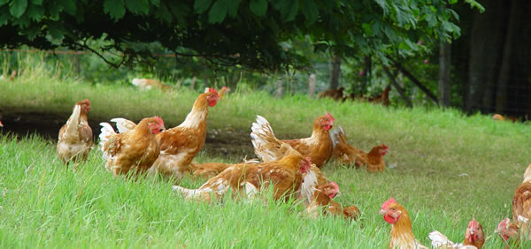 Chiffres clés des volailles fermières Label Rouge