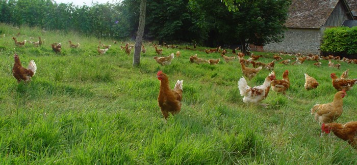 Traditional animal husbandry methods make a great deal of difference | Synalaf Traditional animal husbandry methods make a great deal of difference | Synalaf