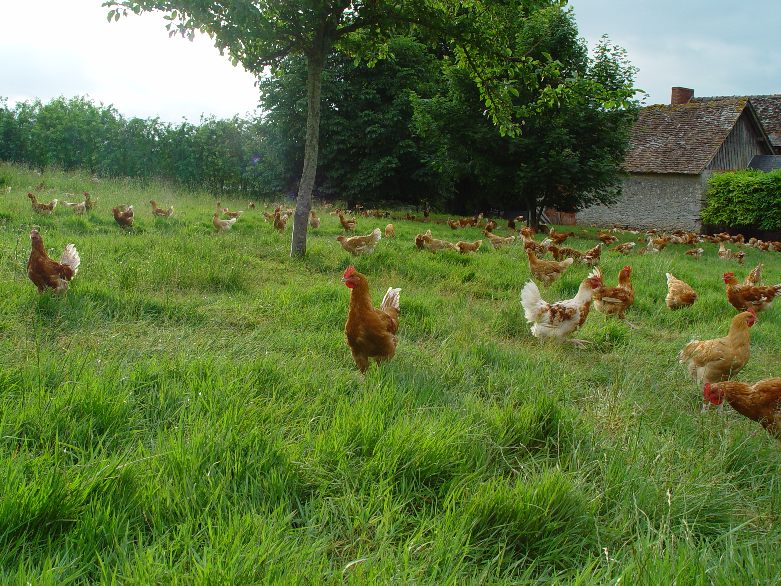 Poulet bio - Maison Vezin