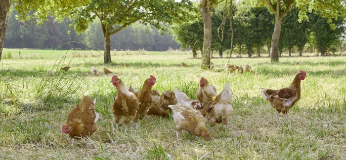[Communiqué] Normes UE de commercialisation volailles : consommateurs et élevages plein air mieux protégés